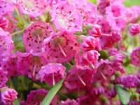 kalmia angustifolia rubra 2.JPG